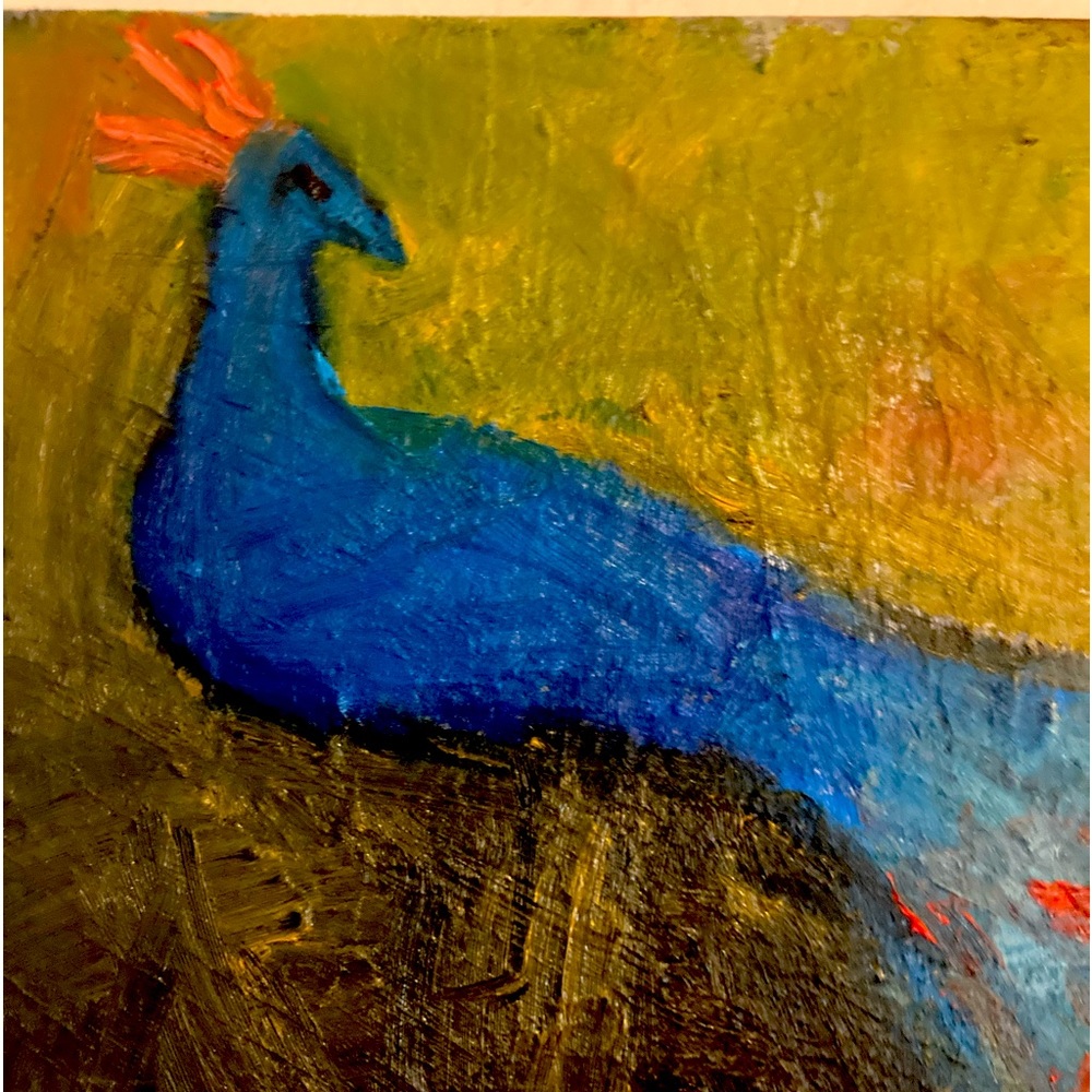 Blue Peacock